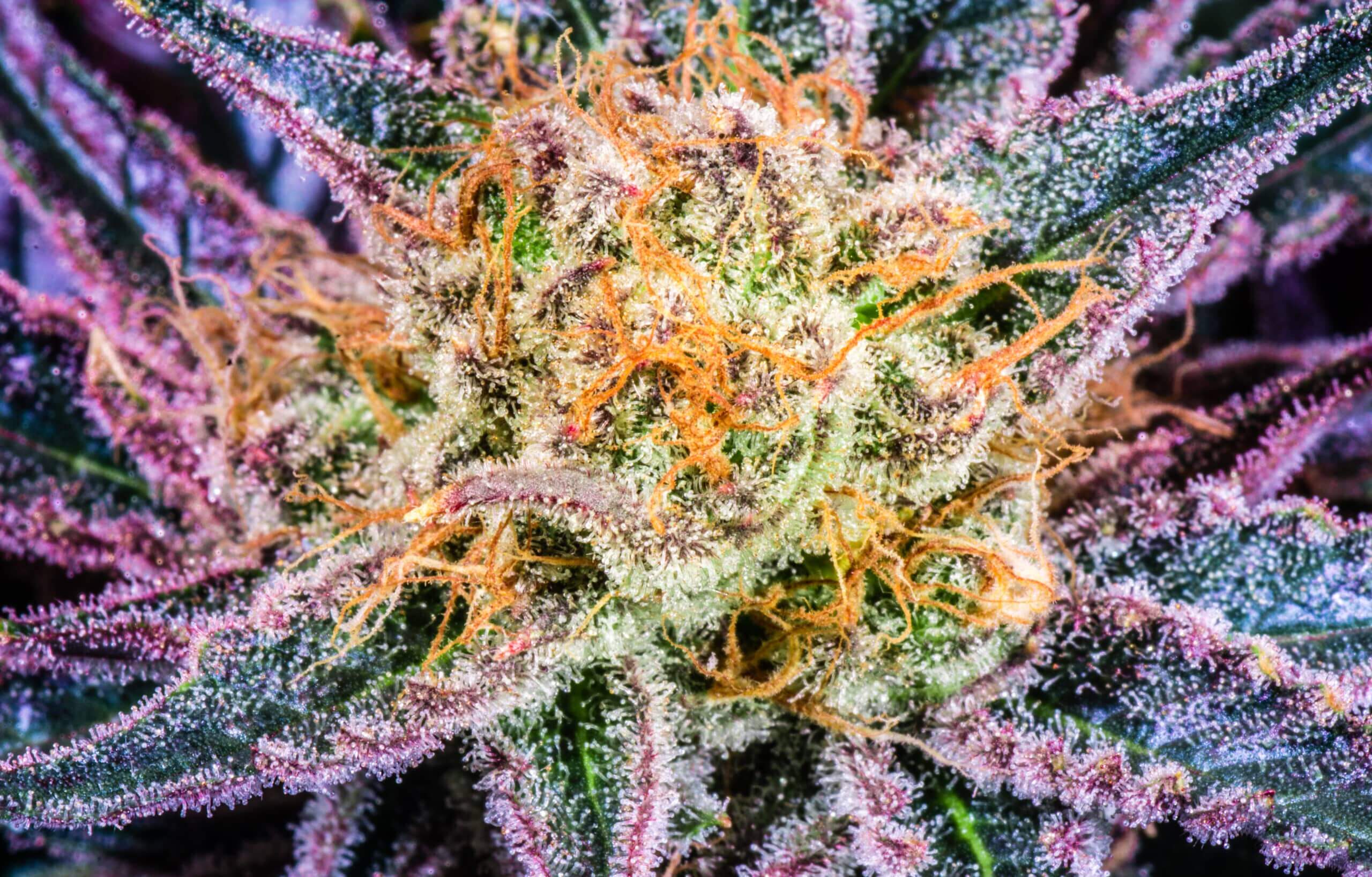 Herban Extracts